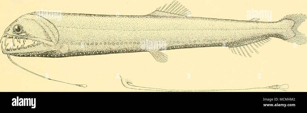 . Fig. 15. Borostomias antarcticus. (x |.) [Barbel x il.] Neonesthes microcephalus, n.sp. St. 269. 26. vii. 27. 15° 55'00&quot; S, 10° 35'00&quot; E. 4J m. net, horizontal, 600-700 (-0) m.: 2 specimens, 145-148 mm. Depth of body nearly 7 in the length, length of head 6|. Snout short; diameter of eye 4 in length of head. Postocular luminous body 3 to 4 in length of head, with a narrow subocular prolongation more or less covered by a pigment layer. Barbel i^-q to Stock Photo
