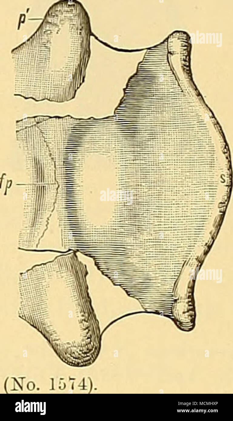 Occipital condyle hi-res stock photography and images - Alamy