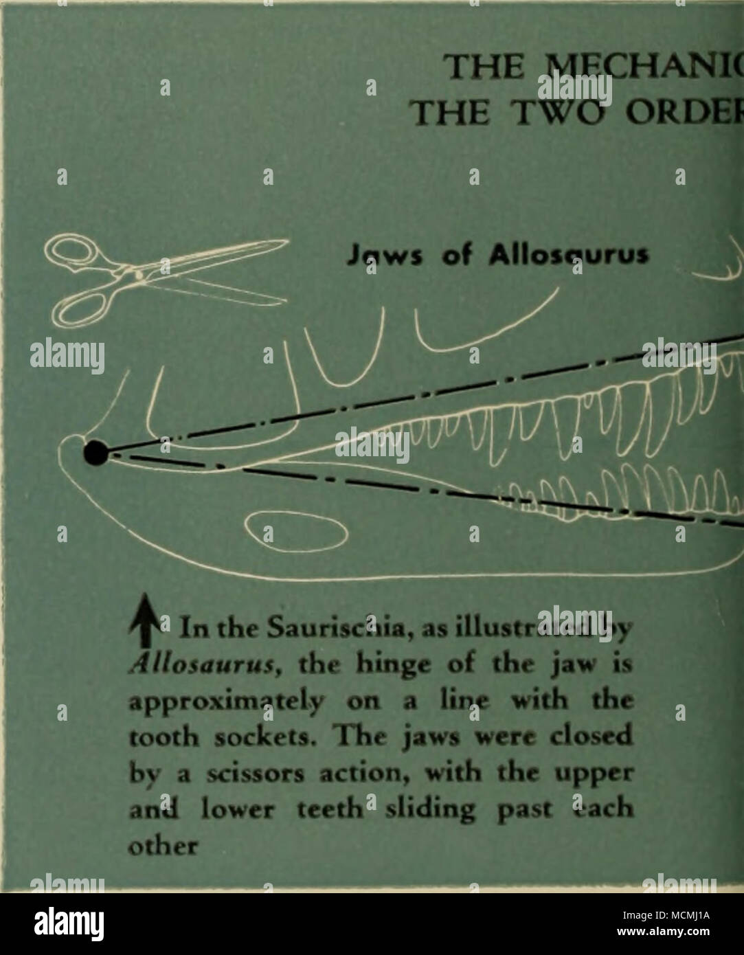 . qp In the Saurischia, as illustrated by Allosaurus, the hinge of the