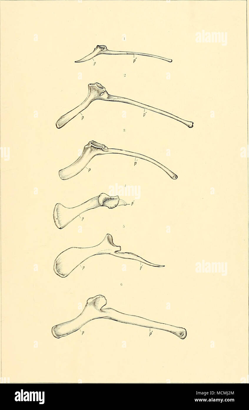 . PUBES OF PREDENTATE DINOSAURS. CAMPTOSAURUS, CLAOSAURUS, DRYOSAURUS ...