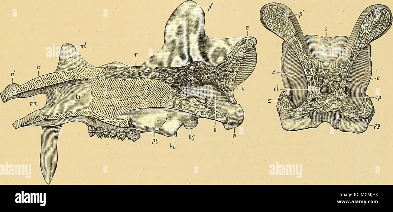 . FiGUBE 34.—Vertical median longitiviinal section of skull o( Dinoceras miraiile, Marsh. Figure 35. -Vertical transverse section of slull of Dinoceras mirdbiU. b. brain-cavity; c. cavities in cranial vi'alls; /. frontal bone; m. maxUlary bone; to'. ma.Tillary protuber- ance ; ji. nasal bone ; «'. nasal protuberance ; o. occipital condyle ; oi. olfactory lobes of ljr„iu ; o;.). optic foramen; p. parietal bone; p'. parietal protuberance; jjg. post-gleiioid process; pi. palatine bone; pm. premaxflary bone; pt. pterygoid bone; s. supra-occipital crest; 2. zygomatic process of squamosal. Both fig Stock Photo