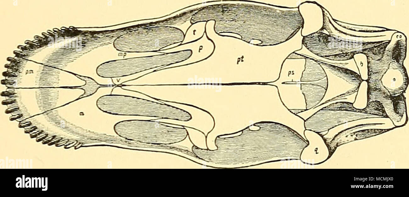 . Fig. 27—Sbull of IKplodociis long-us Marsh : seen from below. One-sixth natural size. 6. basioccipital process; eo, exoccipital; vi, maxillary; mp, maxillary plate; o, occipital condyle; p, palatine; pm. premaxillary; pt, pterygoid: pa, parasphenoid; q, quadrate; t, transverse bone; v, vomer. The quadrate is elongated and slender, with its lower end projecting' very much forward. In front it has a thin plate extending inward and overlapping the posterior end of the pterygoid. The quadratojugalis an elongate bone, firmly attached posteriorly to the quadrate by its expanded portion. In front o Stock Photo
