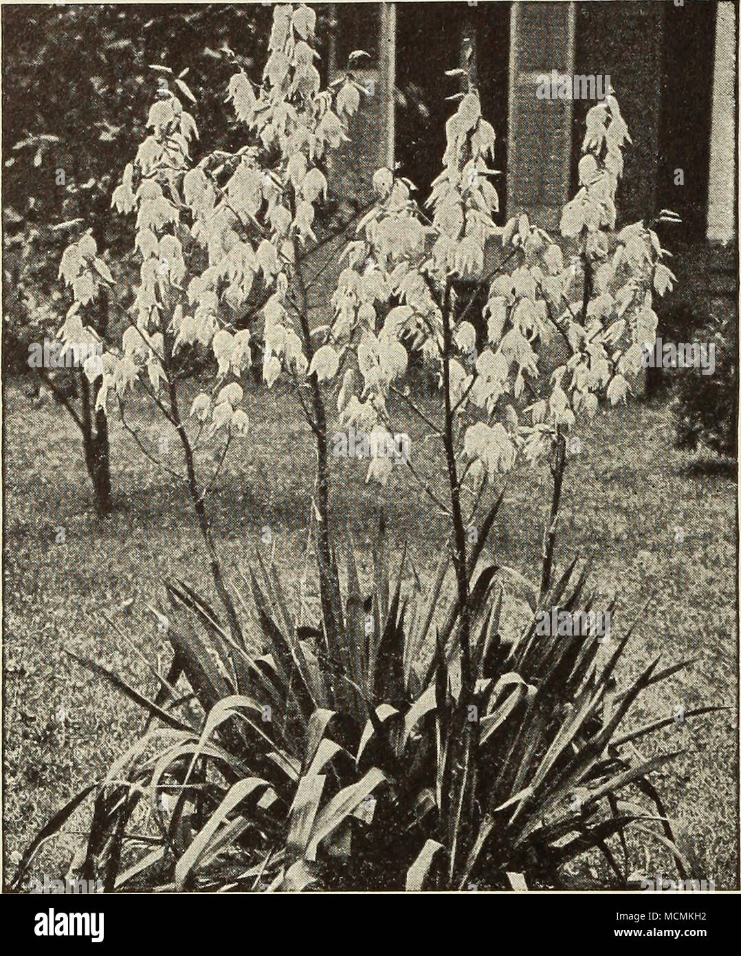 Yucca Ftlamentosaâadams Needle Spanish Bayonet Hardy