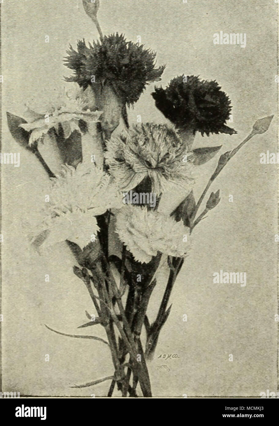 . DIANTHUS (Hardy Garden Pinks)—Double white and crimson. 12 to 18 inches. GAILLARDIA (Blanket Flower) Grand Maxima—Conspicuous for profusion and duration of bloom. 2 feet. ACHILLEA (The Pearl)—Pure white double flowers in dense clusters; fine for cut- ting purposes and cemetery use. 2 feet. Blooms from June to October. GYPSOPHILA ACUTIFOLIA (Baby's Breath)—Leaves narrow. Flowers rose- colored. 2 to 3 feet, Paniculata—Rough narrow leaves. Small white flowers. 2 to 3 feet. HOLLYHOCKS (Everblooming)—Double or single, mixed. 6 to 7 feet. Blooming in July SHASTA DAISY—Pure glistening white with sm Stock Photo