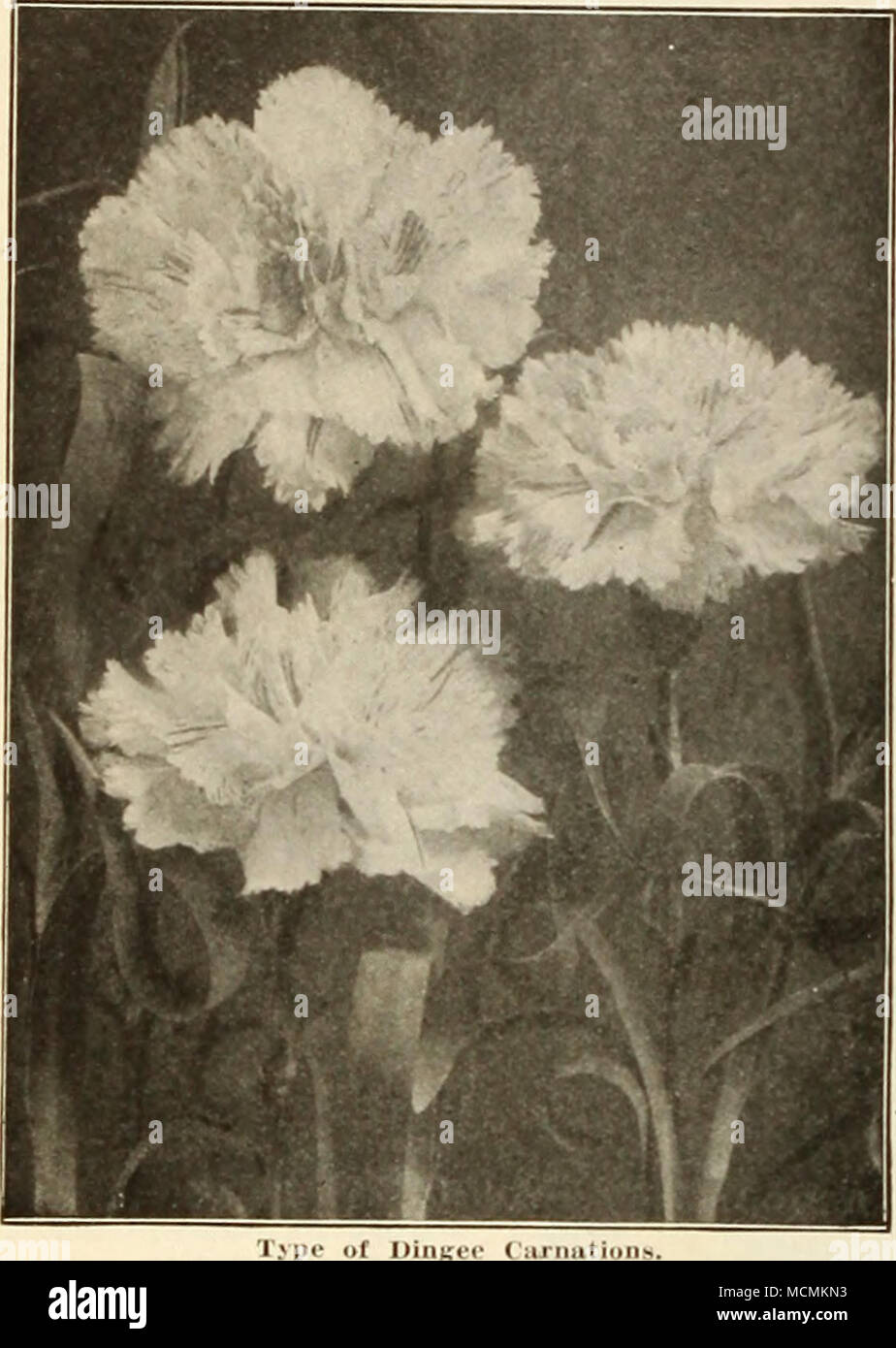 . Dingee Magnificent Carnations I i- ..n.r strontr plant.s an.l. wli.tllPr iilMiitfcl in Uio ..(.pii .rrcmnil oS In pots. Ihey quickly make laige specimens. IMoomiiit; profusely diirinK I he summer. Kor winter blooming pinch the plants hack from time in time durlnp: the summer. Brine indoors In early tall. Grown in pots they will bloom abundantly during the winter. New Varieties .Vlnia WardâNew white variegated: large and fragrant. Dorothy 4iordonâA tine, clear, deep shell pink. &lt;il&lt;Â»riosaâPure deep pink. IlarlowardenâThe best standard crimson on the market. Mrs. c. W. WardâDeep pink. Stock Photo