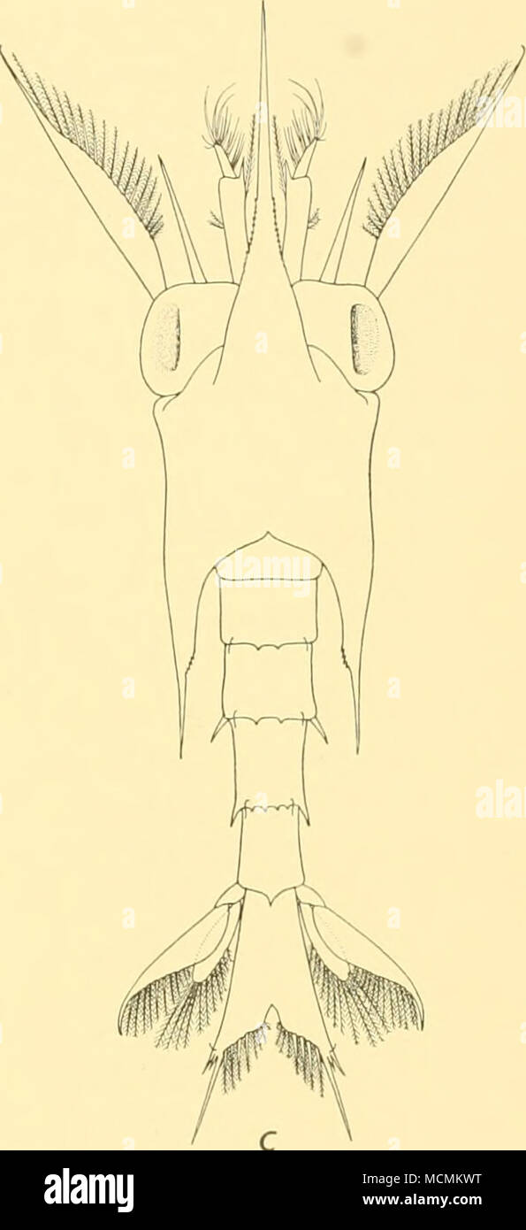 . a. Fig. 3. Larval stages of Munida. Third stage, length 5-5 mm. b. Fourth stage, length 8-o mm. c. Fifth stage, length 8-5 mm. persist on the fifth. Simple biramous pleopods are present on the second to fifth abdominal segments. The teeth on the posterior border of the carapace are reduced to only four or five. Fine teeth are now present on the dorso-lateral margin of the proxi- mal portion of the rostrum. The antennal scale carries seventeen plumose hairs and the antennule has many more aesthetes on the terminal segment. The total length of the specimen figured was 8-5 mm. Stock Photo