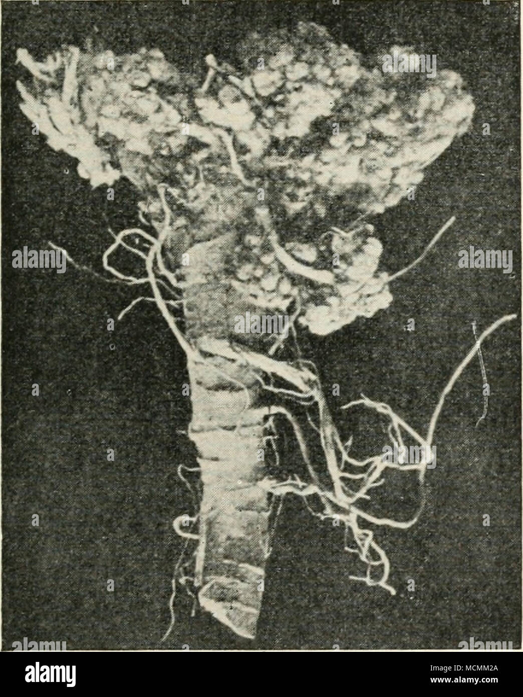 . Fig. 18. — Urophlyctis alfaljae. Nodules on root and collar of lucerne plant, formed by the fungus. (After Salmon.) Salmon, who gives the following account of the epidemic : ' The following inoculation experiments were carried out to demonstrate that the resting-spores, on being set free from the Stock Photo