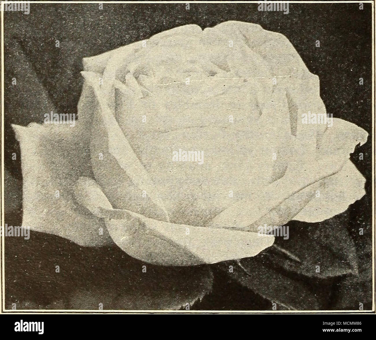 White American Beauty. Oswego, Kans., April 23, 1915. Sirs: The Roses I  sent for from you came all right several days ago. They were in fine order.  I have them all