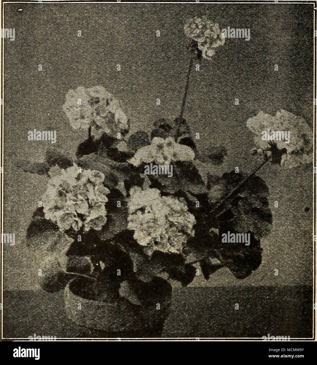 West Grove Geraniums, New Pelargoniums Swabian Maid. This remarkable ... West Grove Geraniums, New Pelargoniums Swabian Maid. This remarkable ...