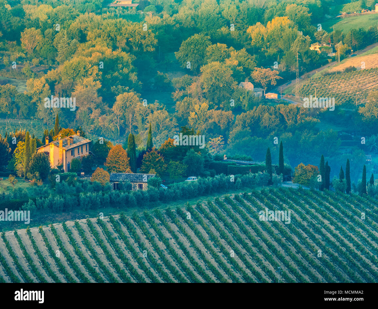Grape vines in the Umbrian countryside, Italy Stock Photo