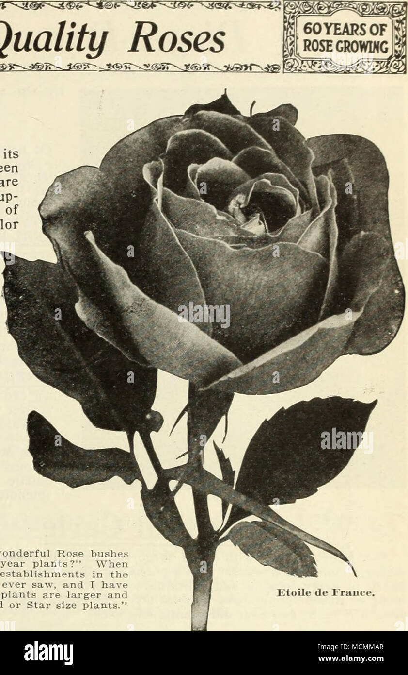 Hybrid Tea Roses Continued Etoile De France One Of The Best And Sweetest Hardy Hybrid Tea Roses Of Its Color The Strong Upright Bushes Have Beautiful Bronze Green Foliage Which Is Hybrid Tea Roses Continued Etoile De France One Of The Best And Sweetest Hardy Hybrid Tea Roses Of Its Color The Strong Upright Bushes Have Beautiful Bronze Green Foliage Which Is