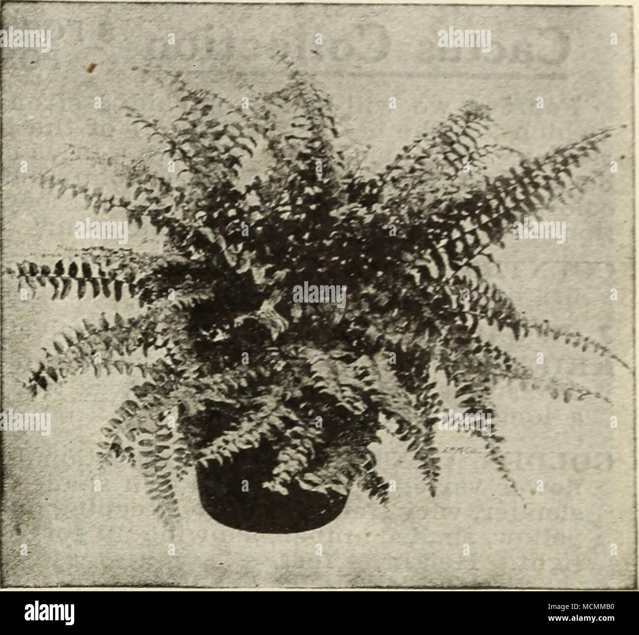 Maidenhair fern house plant hires stock photography and images Alamy