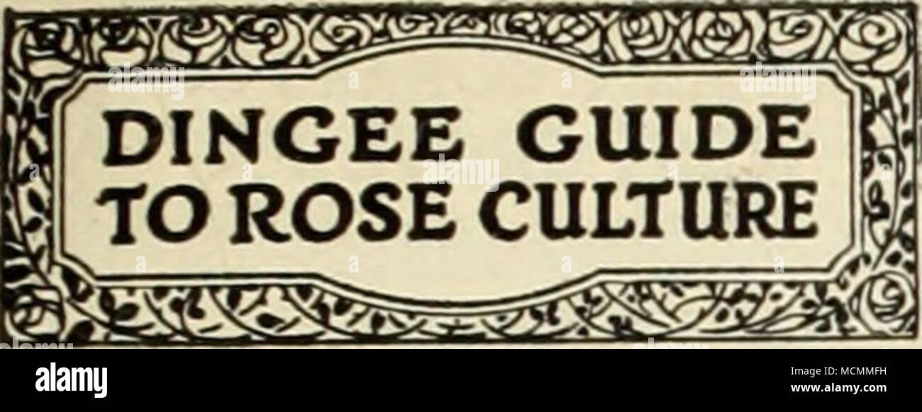 . Dingee Dependable Roses e