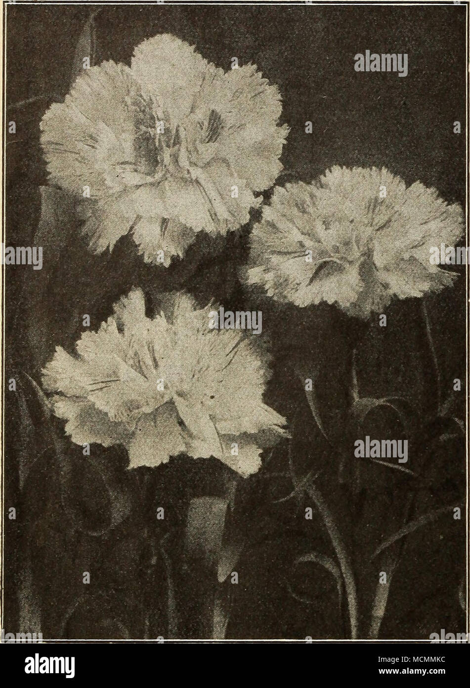 . Type of Dineee Carnations Dingee Magnificent Carnations We offer strong- plants and, whether planted in the open ground or in pots, they quickly make large specimens, blooming profusely during the summer. For winter bloom pinch the plants back from time to time during the summer. Bring indoors in early fall. Grown in pots they will bloom abundantly during the winter. New Varieties Alma Ward. New white variegated; large and fragrant. Dorothy Gordon. A fine, clear, deep shell pink, Glorio.sa. Pure deep pink. Harlowarden. The best standard crimson on the market. Mrs. C. W. Ward. Deep pink. May  Stock Photo