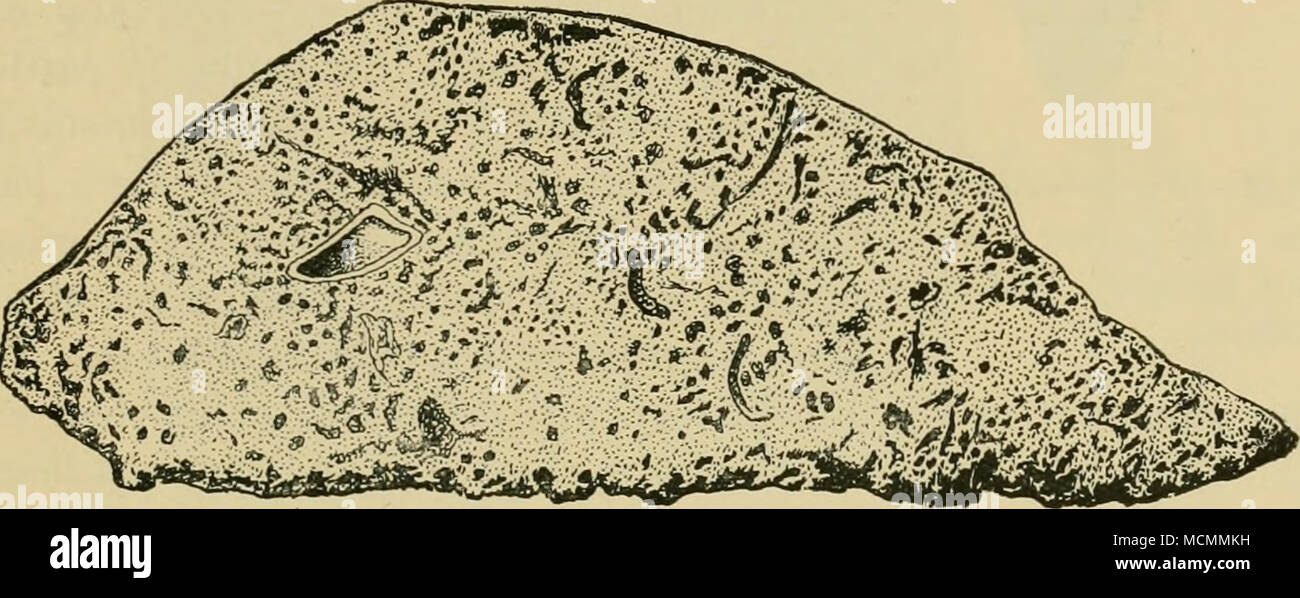 . Fig. 141.—Cross-section of the liver of a lamb which died nine days after feeding with eggs of the niarginate tapeworm [Tcenia marguiatu). (After Curtis.) after an undetermined length of time, they become disintegrated and more or less calcified. If the hydatid is devoured by a dog or wolf, either when the latter prey upon the secondary host or when the dog obtains the cyst at a slaughter-house, the bladder portion is destroyed, the scolex alone remaining intact in the digestive fluids. The head holds fast to the intestinal wall with its suckers and hooks ; by strobilation (transverse divisi Stock Photo