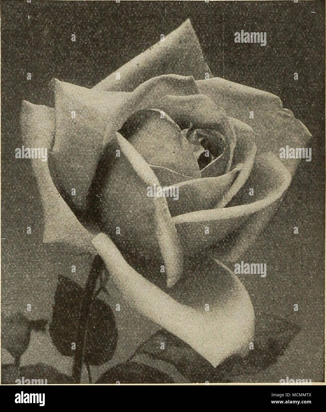 Wenlock Roses . Lady