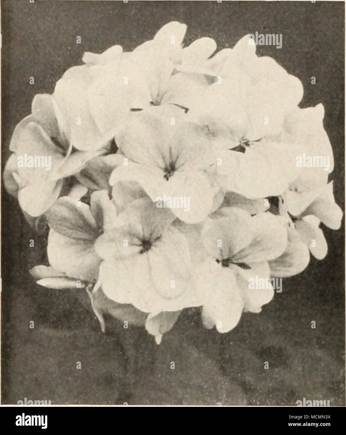 . Single Geranium Choice Dingee Geraniums The Best New Double Geraniums I'rlrCN, NironK pliintN. tr&gt;o. rnclt. 4 for ifl.OI) r&lt;;r Ni-t of lU. i^o. Jean Viaiiil. Soft. pink, white blotches. Double .f»- L.lfe. Outer flowers brilliant red; cen- ter pure white liowers. E. H. Trego. Dazzling scarlet, velvety. AIplion.se Rienrd. Semi-double; orange-red. Thomns Meelian (New Bruant Geranium). Seml- doublf, biijflu magenta. Superb. Bcniite Pultevlne. Bright salmon-pink. S. .v. Nutt. Rich, dark crimson. Superb. nerthe de Prlsellla. Dwarf habit. Fine bedder. Bright silver rose-pink. Mme. Reeaniler Stock Photo