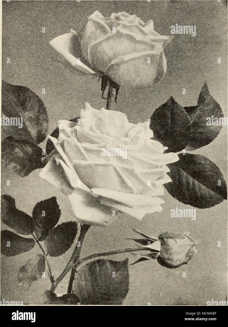 Wenlock Roses Strongly scented roses hi-res stock photography and images - Alamy