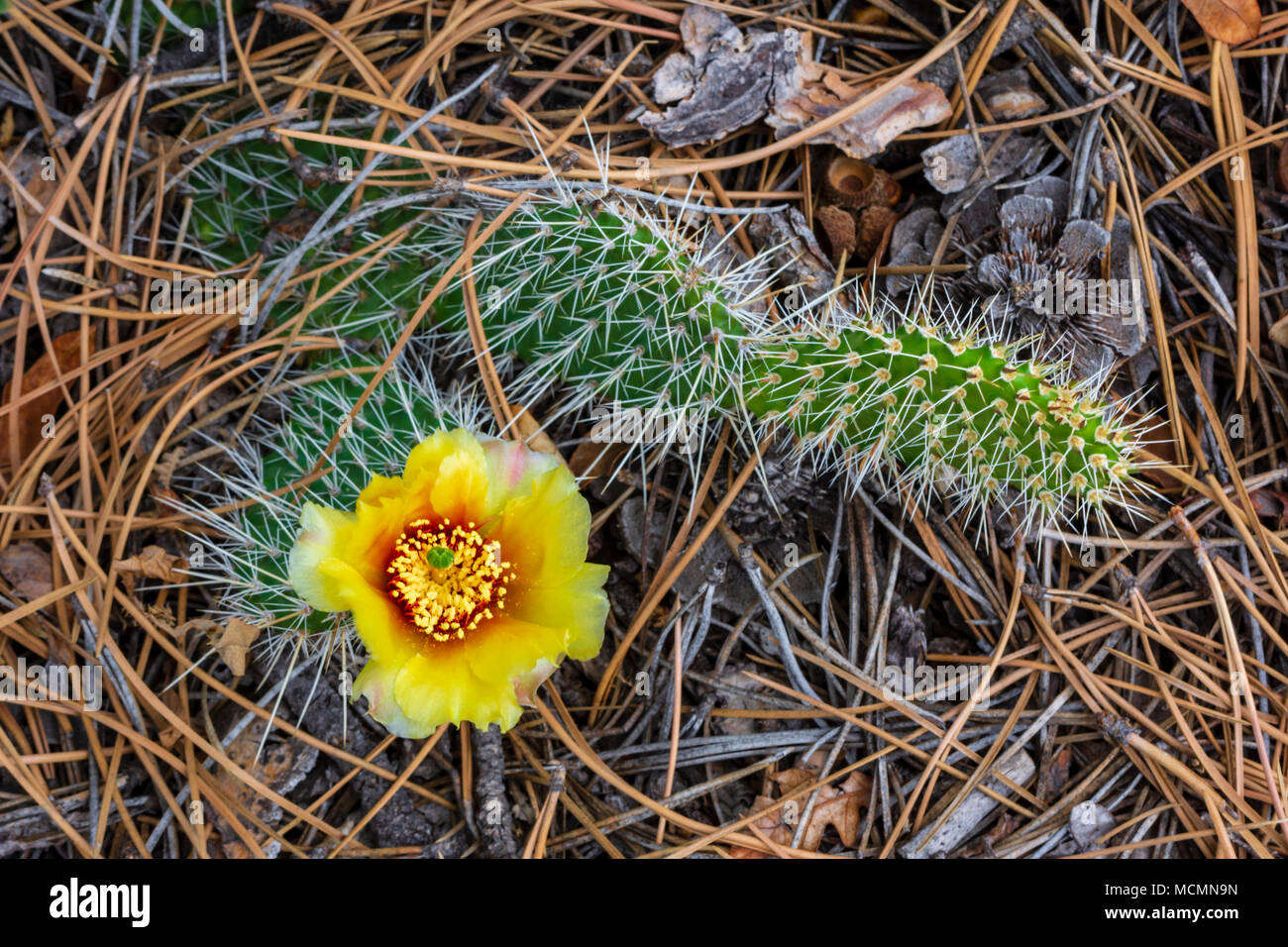 Prickly Pear Cactus in bloom among pine needles of forest floor, Castle Rock Colorado US. Stock Photo