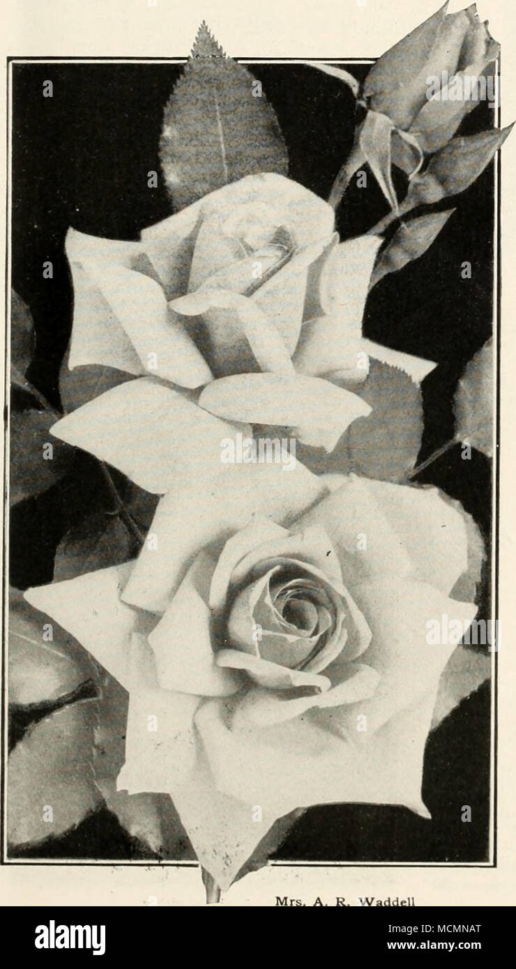 . An exquisite, new, Everblooming Tea Rose. Imagine a Rose of perfect form and texture, with each petal of a soft, exquisite, ivory-white, tinted on the edge with the faintest tinge of blush-pink, and you will have an idea of the grace and beauty of this new Rose. The bush is of fine shape, covered with large, bright green foliage and the flowers are held up well on long, stiff stems, making a highly desir- able Rose for the corsage or home decoration. PIERRE GUILLOT. An old standard Hybrid Tea of a rich, glowing carmine and most exquisitely fragrant. In bloom all summer. LA GALISSIERE. This n Stock Photo