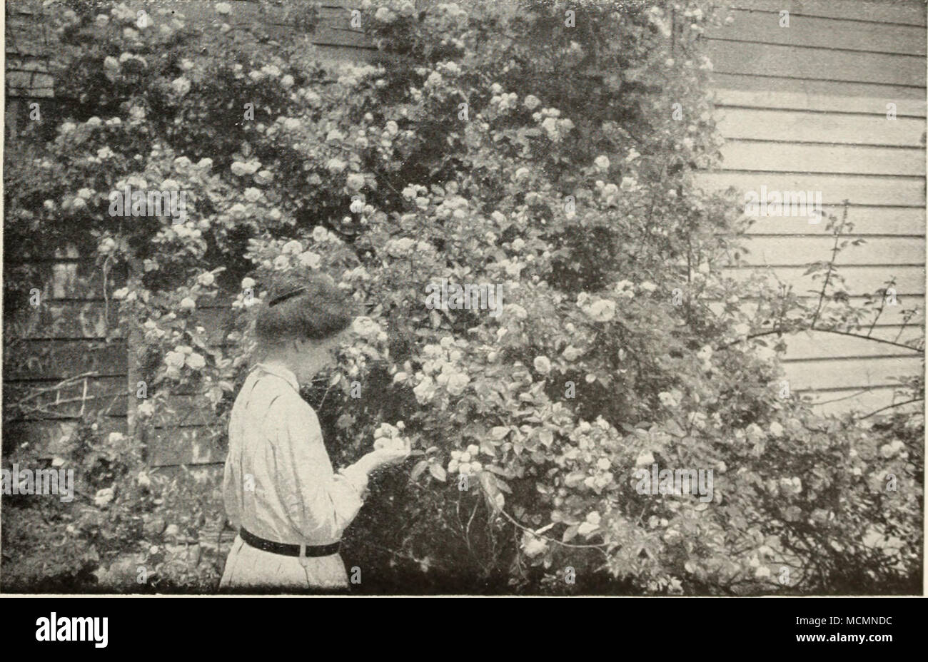 . Climbing Clotilde Soupert Roses in full bloom. 69 Stock Photo - Alamy
