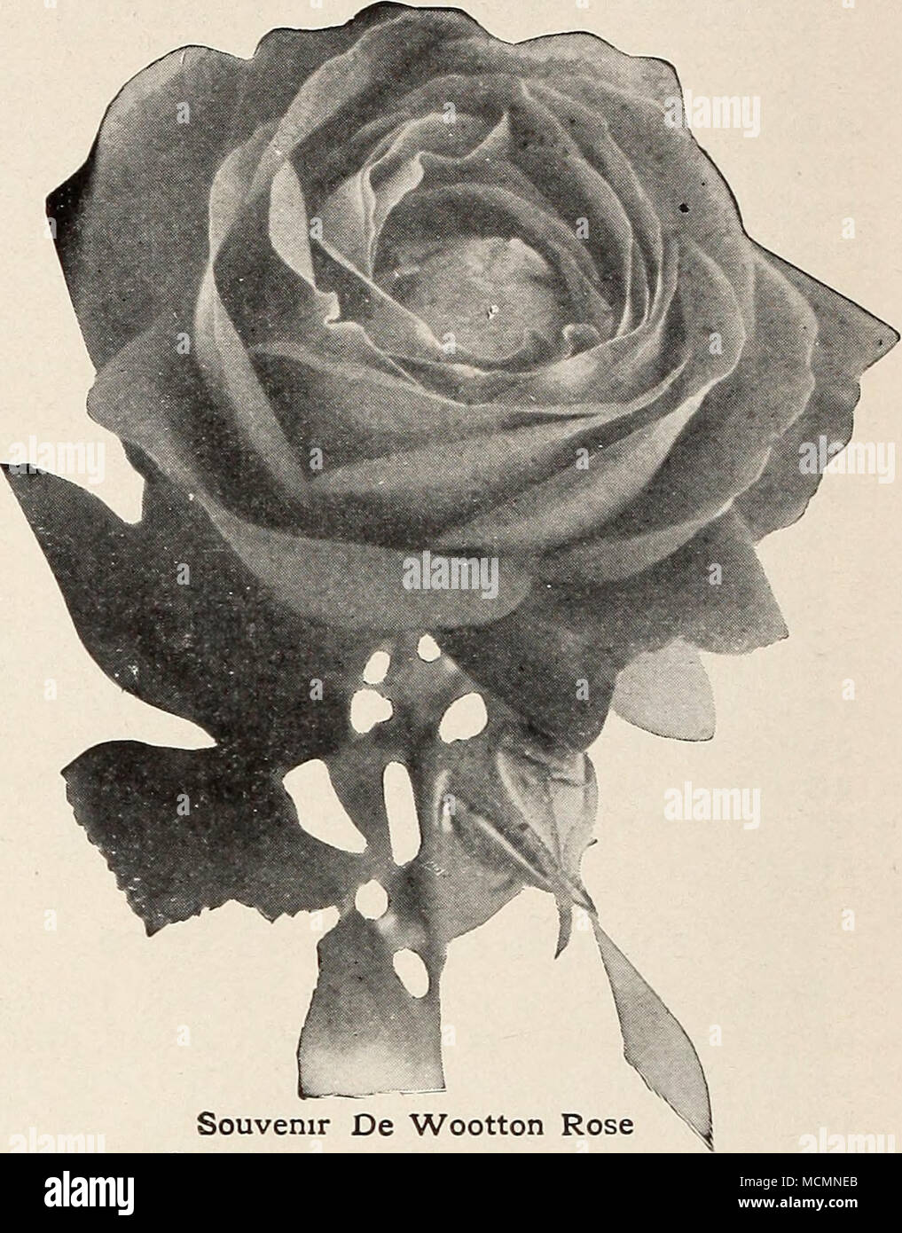 hybrid tea rose Wootton