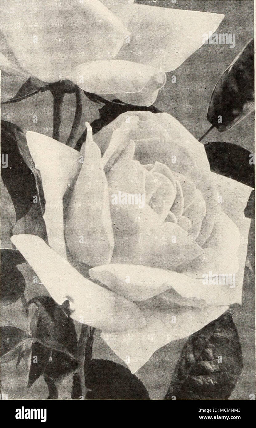 . Pink and White Killarney Roses always exceeded the supply. We have an