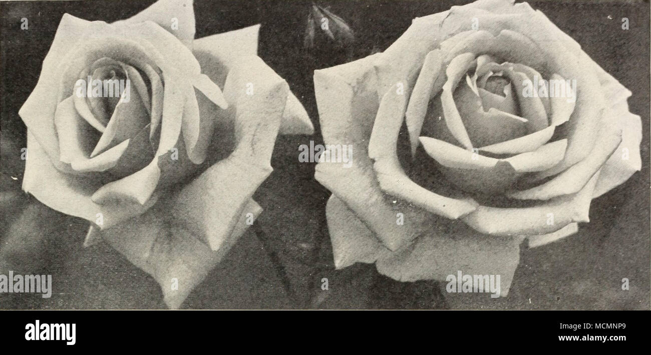 . The Wonderful, New, Hardy, Everblooming Hybrid Tea Rose, Charles