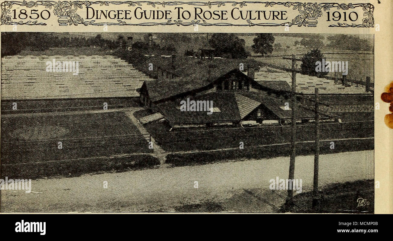 . The Dingee & Conard Company Greenhouses and Packing Sheds The Home of