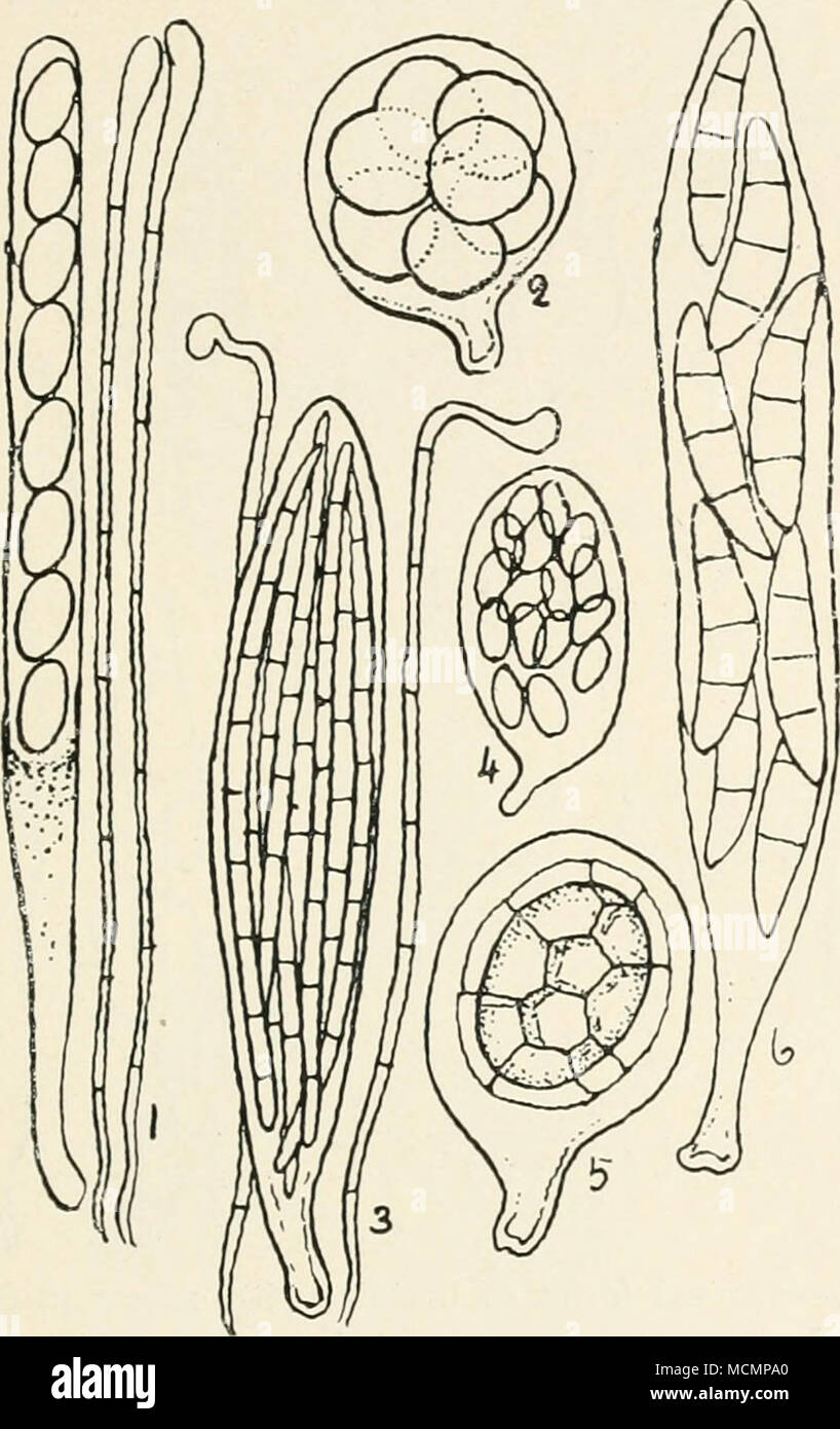 . FiG. 14,—Typical forms of asci. i, ascus of Peziza cerea, containing eight spores, also two paraphyses ; 2, ascus of SphaerosomaLeveillei; 3, Gcog/ossniii. Feckianiini, the long needle-shaped spores are in a bundle, paraphyses curved at the tip ; 4, Kyparoblus sexdccemsporjis, sixteen spores in an ascus ; 5, Tuber excavatuni, ascus with one large spore ; 6, Zignoella corticola. All figs, highly mag. cium, is elongated or star-shaped, and instead of a minute mouth or pore, splits along its whole length to admit of the escape of the pores. In the Basidiomycetes the pores are not produced in as Stock Photo