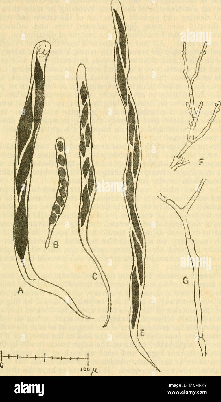 . Fig. 42 RosELLiNiA Spp. (A) ASCUS OF R. BUNODES. (B) ASCUS OF R. SUBICULATA. (C) AsCUS OF R. PARAGUAYENSIS (?) (E) AsCUS OF R. PePO. (F) Terminal Hyphae from Conidial Fructification of Pepo. (G) External Hypha characteristic of Rosellinia Spp. Stock Photo