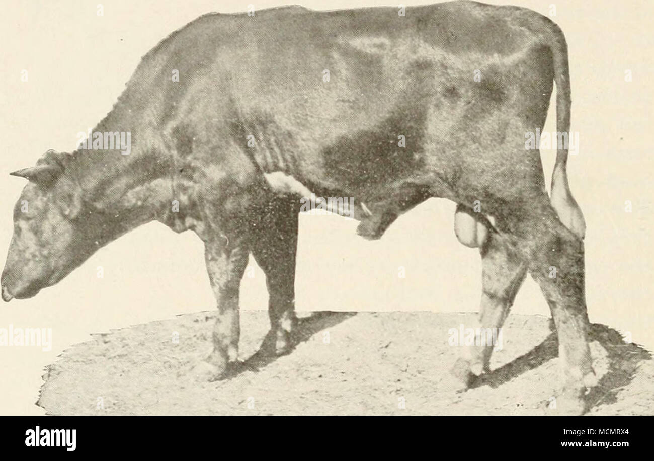 Fig. 95. Photograph of animal sick with Texas fever. {Photo- graphed by  Connaway). southern animals consists therefore in first infesting them with  the cattle '- The number of ticks necessary to