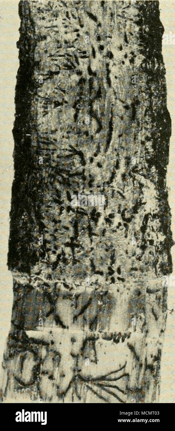 . Fig. 38 RosELLiNiA BuNODES : Mycelial Strands in Lime Bark: x 1^ Stock Photo