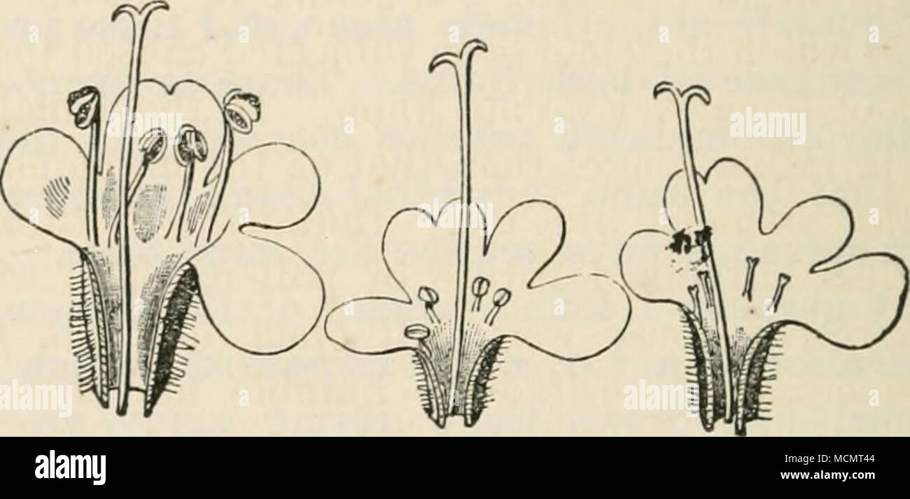 Hermaphrodites High Resolution Stock Photography and Images Alamy