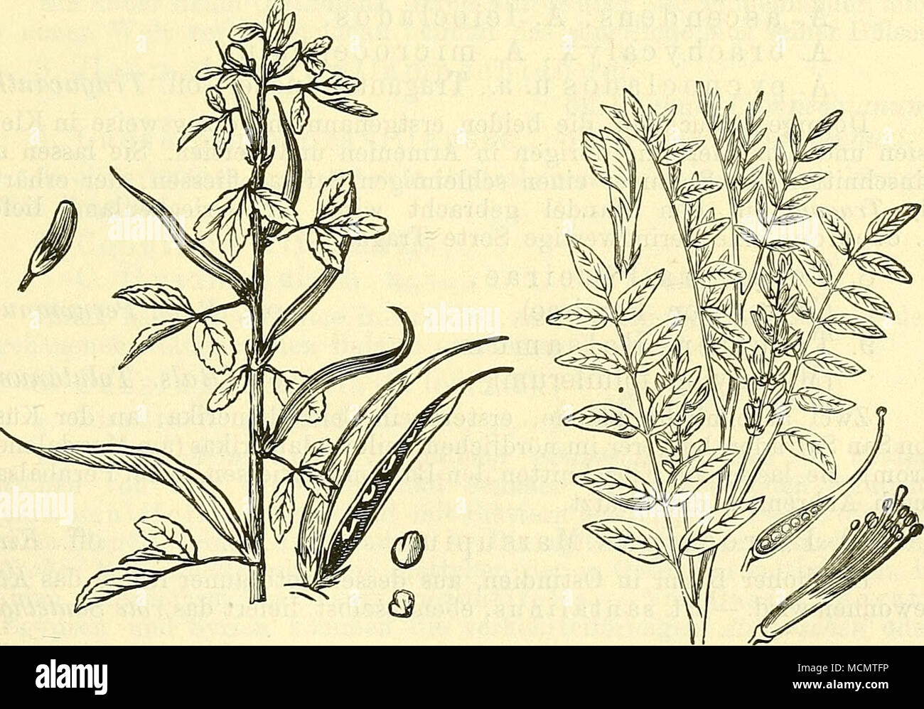 . Fig. 426. Trigonella Faenum Graecum. Bockshornklee. Nebst einer Blüte (links), Hülse und Samen (rechts). Fig. 427. Glycyrrhiza glabra. Glattes Süssholz. Nebst einer Blüte (links), dem längs- durchschnittenen Stempel und den Geschlechtsorganen (rechts). Stock Photo