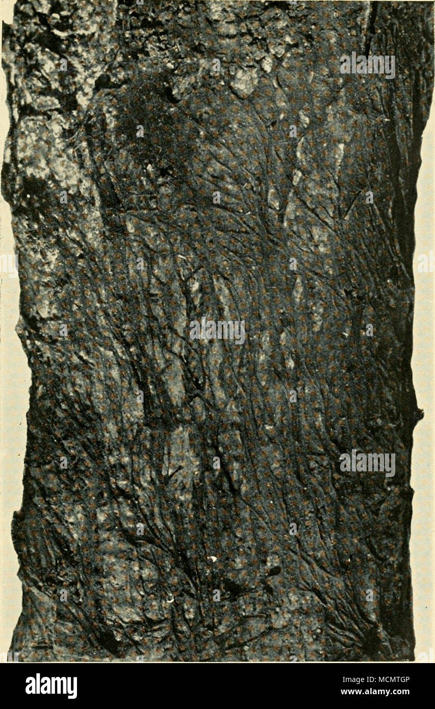 . Fig. 34 RosELLiNiA Pepo : Smoky Mycelium on Surface of Bark xl^ Stock Photo
