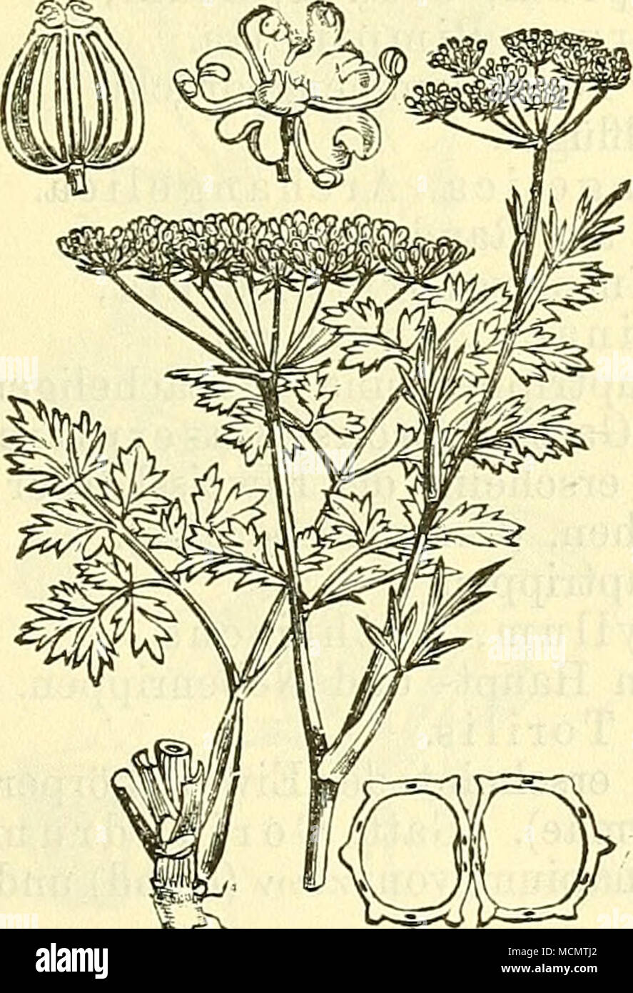 . v Fig. 402. Petroselinum sativum. Petersilie. Nebst einzelner Blüte und Frucht (oben), sowie deren Querschnitt (unten rechts). Stock Photo