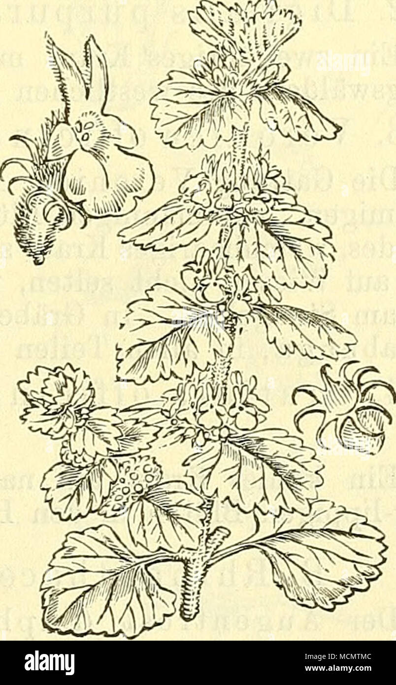 . Fig. 369. Marrubium album. Andorn. Nebst einzelner Blüte (links) und dem Kelch (rechts). Stock Photo