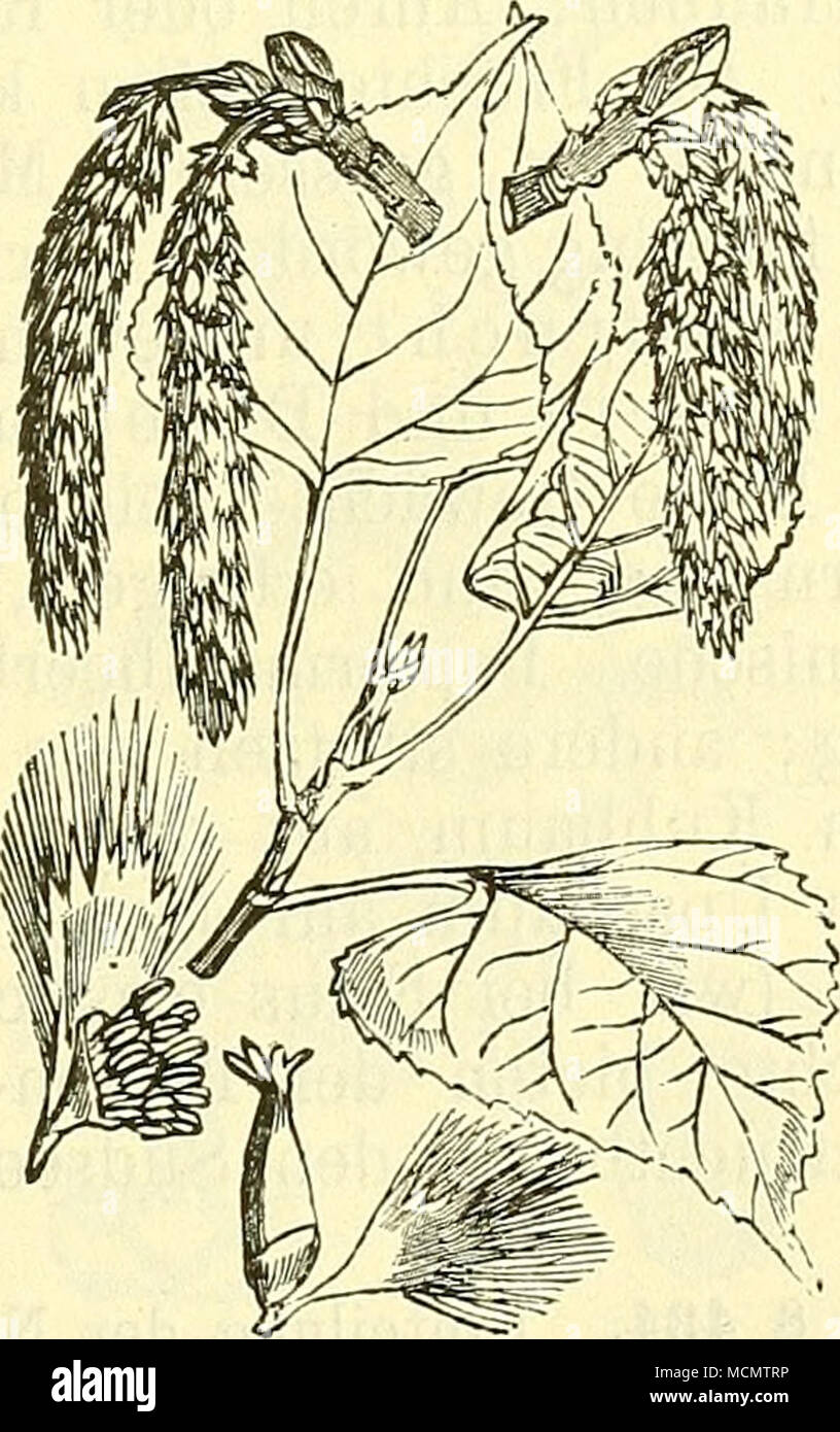 . Fig. 337. Fig. 338. Salix fragilis. Bruchweide. Populus nigra. Schwarzpappel. Bechts eine männliche, links eine weibliche Links eine männliche, rechts eine Einzelblüte. weibliche Einzelblüte. Stock Photo