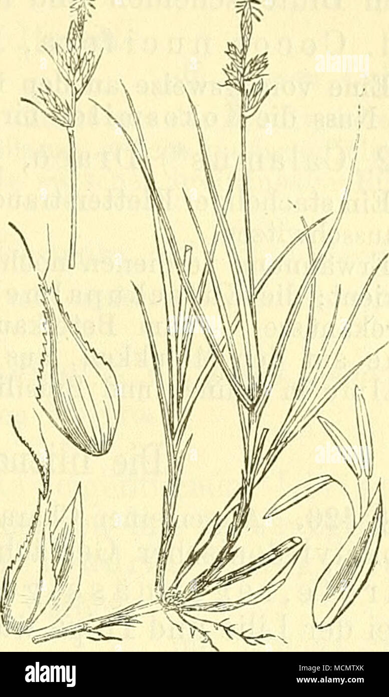 . Fig. 318. Carex arenaria. Sandsegge. Rechts mit männl. Blüte, links mit Ährchen, weibl. Blüte und Frucht. Aroideae. Stock Photo