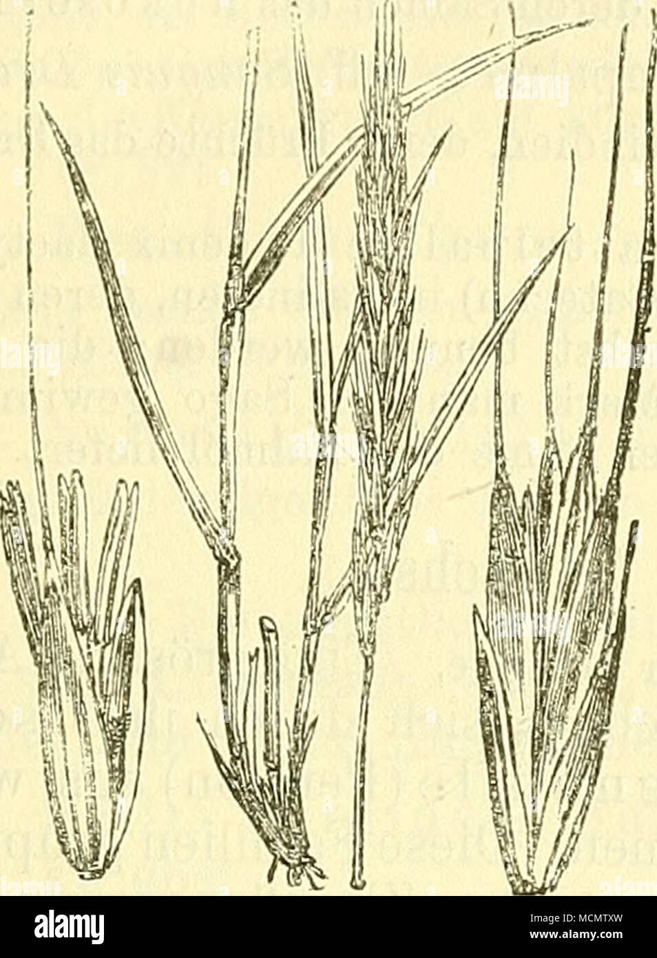 . Fig. 317. Triticum repens. Quecke Links mit Einzelblüteu, rechts mit einem Ährchen. Stock Photo