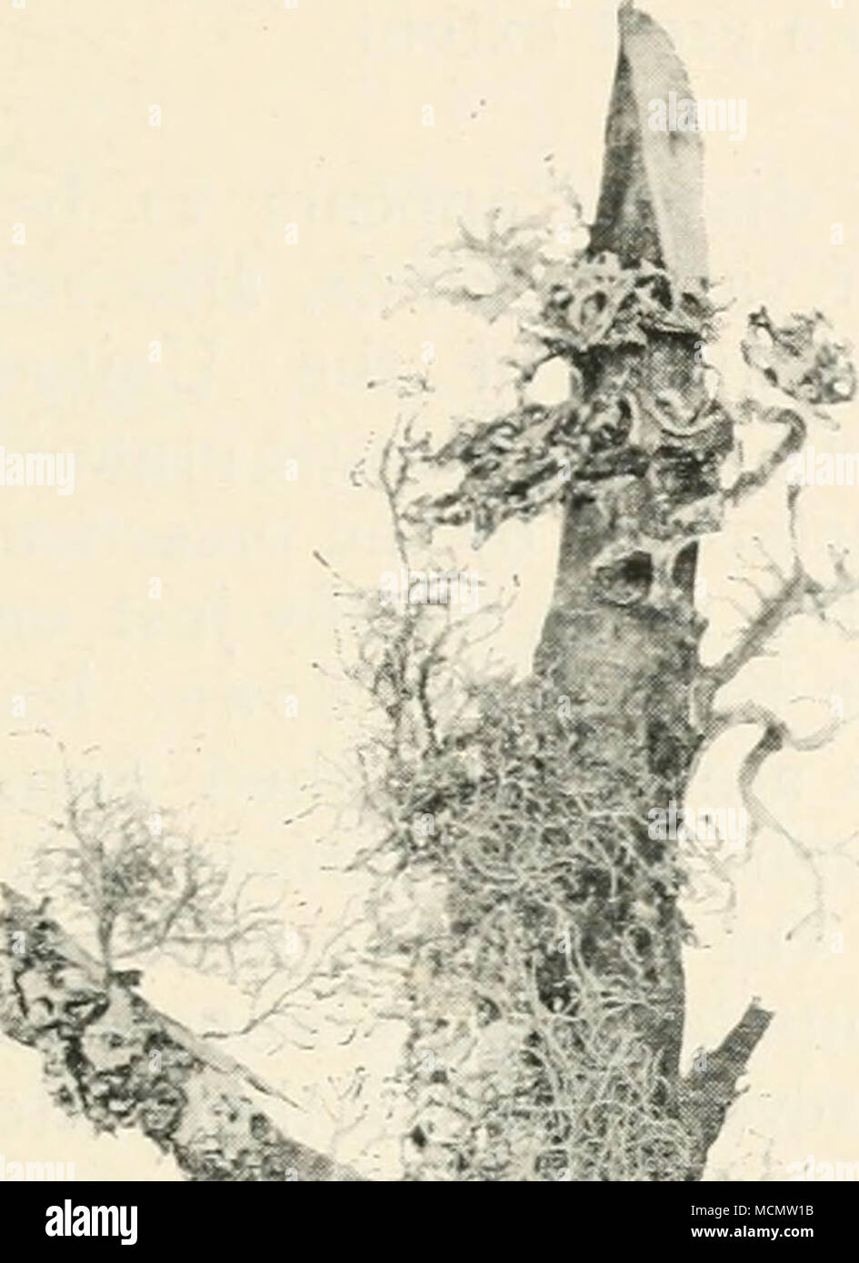 . %: Fig. 7. — Usnea harbata and Namalina fraxinea ,cens growing on branch of apple-tree. Reduced. their artistic appearance, are in other respects injurious, for although not true parasites, their presence prevents the bark, more especially of the younger branches, from performing its functions, and in addition forms a shelter for many kinds of Stock Photo