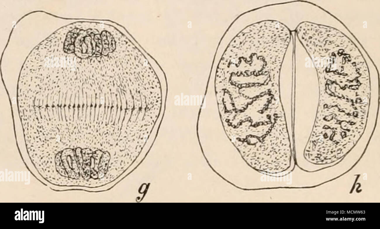 . Fig. 94. Drei Theilstadien der Pollenmutterzellen von Fritillaria persica. Nach Strasburger Fig. 188. / Allseinanderweichen der Tochtersegraente. g Bildung der Tochterknänel mid der Zellplatte, h Verlauf des Kernfadens in den Tochterkernen und ausgebildete Cellulosescheidewand. SOOmal vergrössert. schliesslich," wie Strasburger beschreibt, „über den ganzen Durchmesser der Zelle aus, ihre Elemente verschmelzen und bilden eine Scheidewand, welche die Mutterzelle in zwei Tochterzellen halbirt." Ein dünnes Cellulosehäutchen lässt sich bald in ihr nachweisen. Währenddem ver- schwinden d Stock Photo