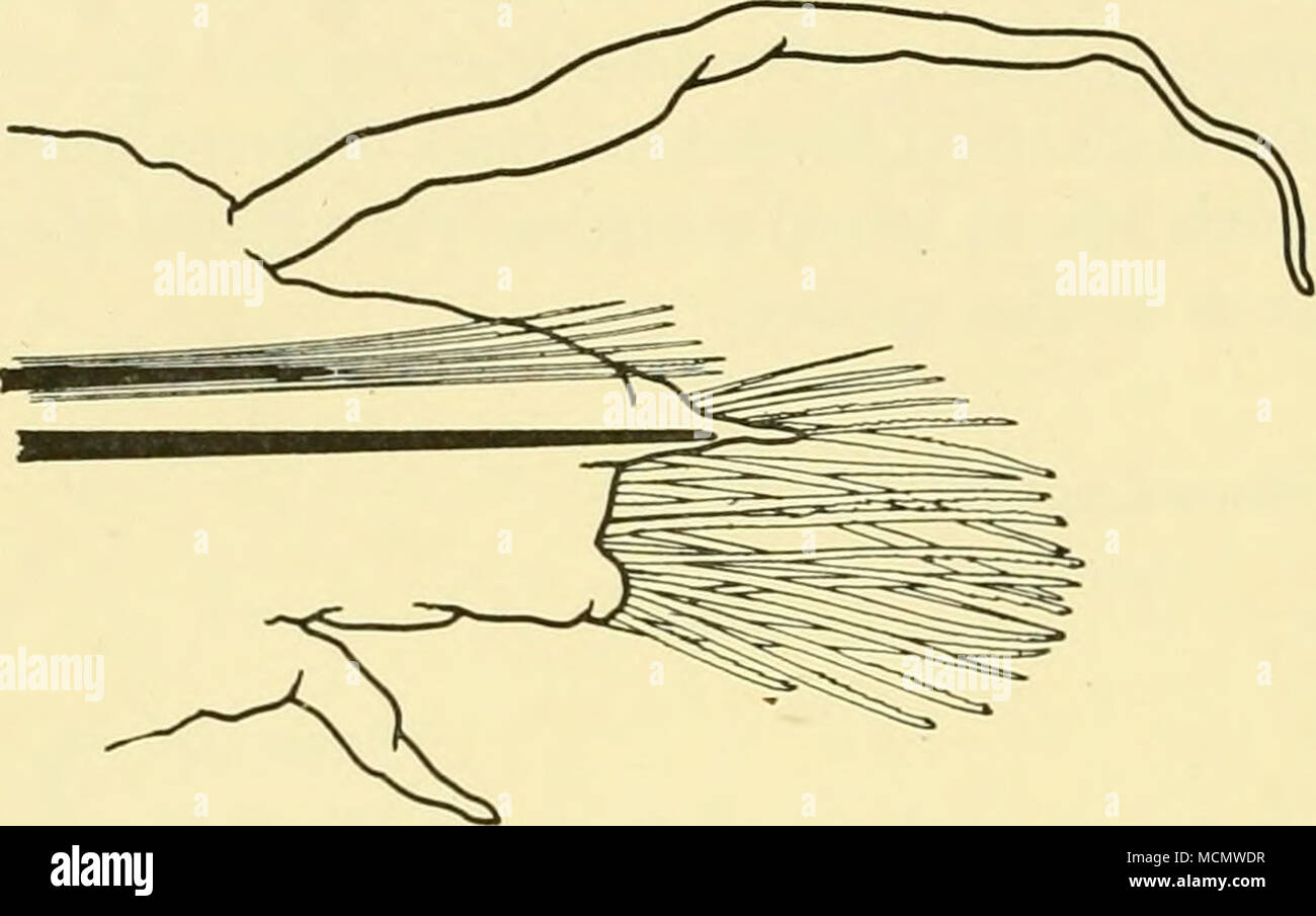 . •Smirix a Fig. 9. ? Mahngrenia micropoides. a. Foot. b. Dorsal bristle, c. Ventral bristle. 0-L J-0 I I Genus Nectochaeta, Marenzeller Nectochaeta caroli, Fauvel. Fauvel, 1916, p. 39, pi. i, figs. 24-27; pi. ii, figs. 16-18; and 1923, p. 91, fig. 35 a-f. St. 273. 3i.vii. 27. 9° 38'00&quot; S, 12° 42'30&quot; E. 200-230 (-0) m. Gear TYF. Three specimens. St.276. 5.viii.27. 5° 54'00&quot; S, 11° 19'00&quot; E. iio(-o)m. GearNiooB. Twenty-nine specimens. Remarks. These specimens correspond so closely to Fauvel's description that there is very httle I can add. The larger specimens have about 40  Stock Photo