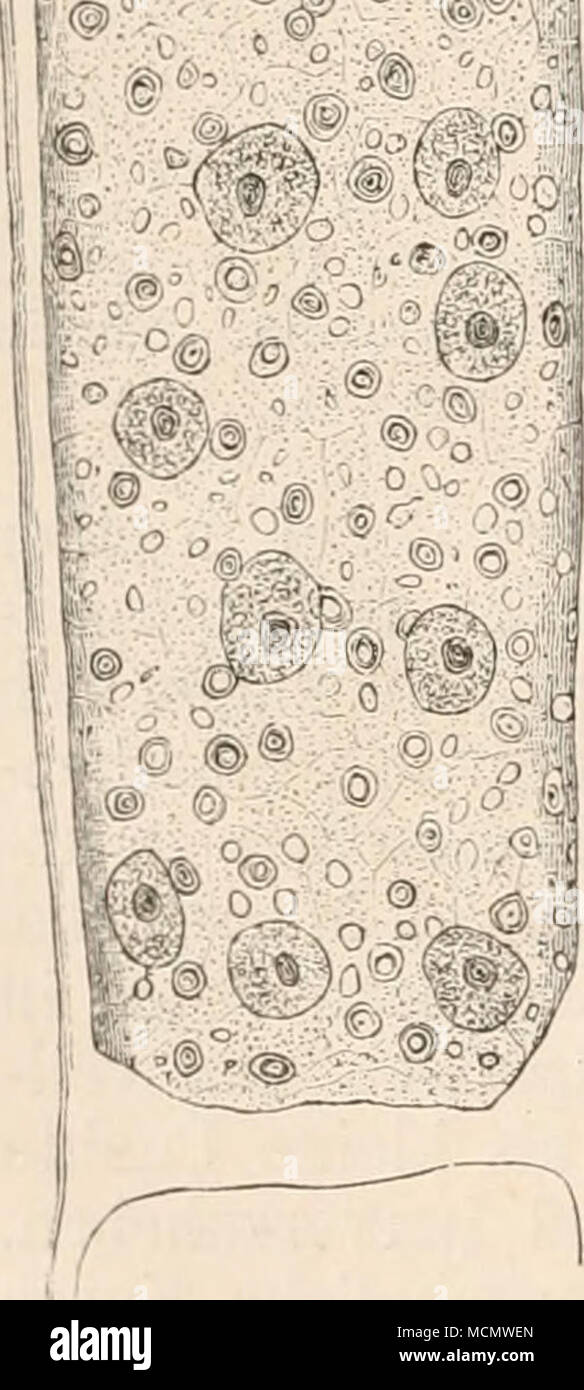 . p n Fig. 19. Cladophora glomerata. Eine Zelle des Fadens nach einem Chromsäure - Carmin- Präparat. Nach Stkas- BüRGER, Bot. Prakticum Fig. 121. n Zellkerne, cli Chro- matopliorcn, p Amylum- heerdc, a Stärkekörnclien. Vergr. 540. b) Die Kernsubstanzen. In stofflicher Hinsicht ist der Zellenkern ein ziemlich zusammengesetztes Gebilde. Stets lassen sich in ihm 2, sehr häufig alier 3 bis 4 chemisch definirbare und mikroskopisch unterscheidbare Proteinsubstanzen nachweisen. Die beiden stets wiederkehrenden Substanzen sind : Nuclein oder Chromatin, und Paranuclein oder Pyrenin; zu ihnen sind meist Stock Photo