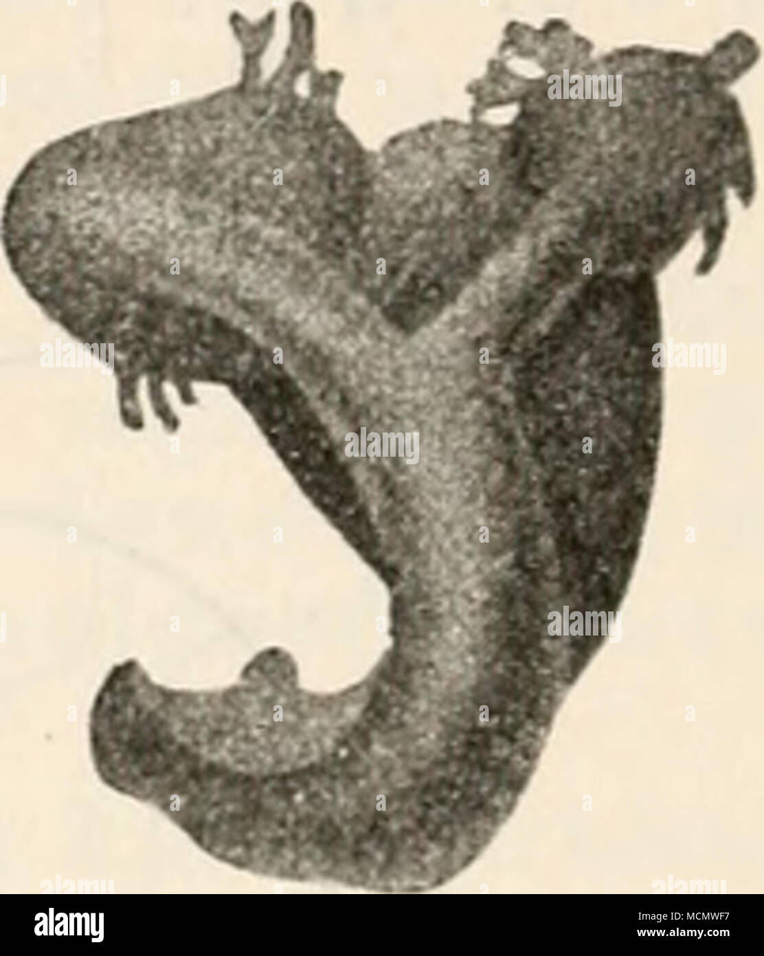 . Fig. 68. Fig. 64. Fig. 63. Schnitt durch ein compinmirtes und nach