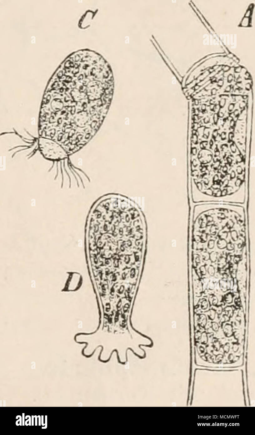 . Fig. 13. Fig. 14. Fig. 13. Eine Zelle aus einem Staubfadenhaar von