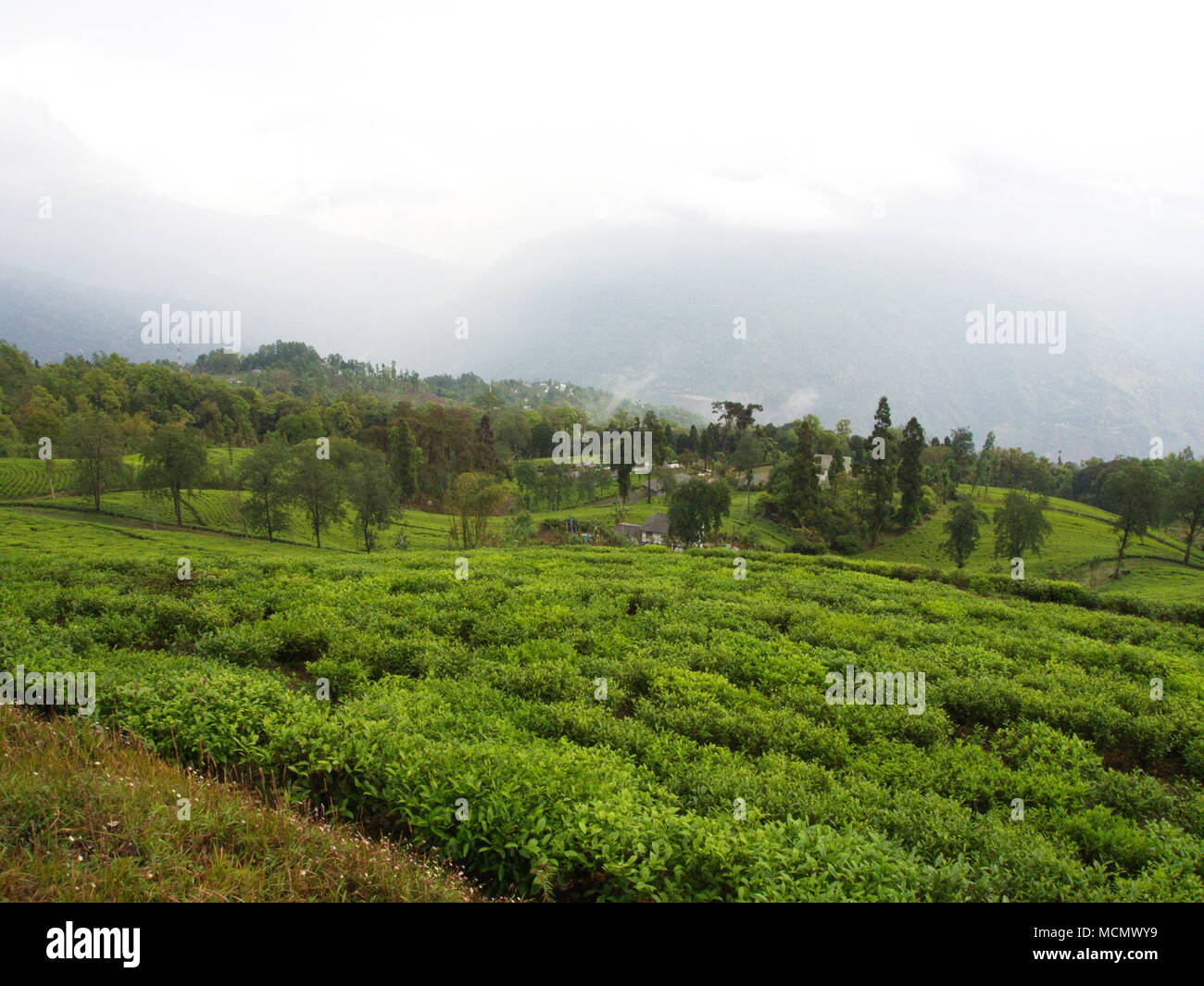 Darjeeling  City, INDIA , 15th APRIL 2011 : The Most Famous TEA Plantation in Darjeeling City, India Stock Photo