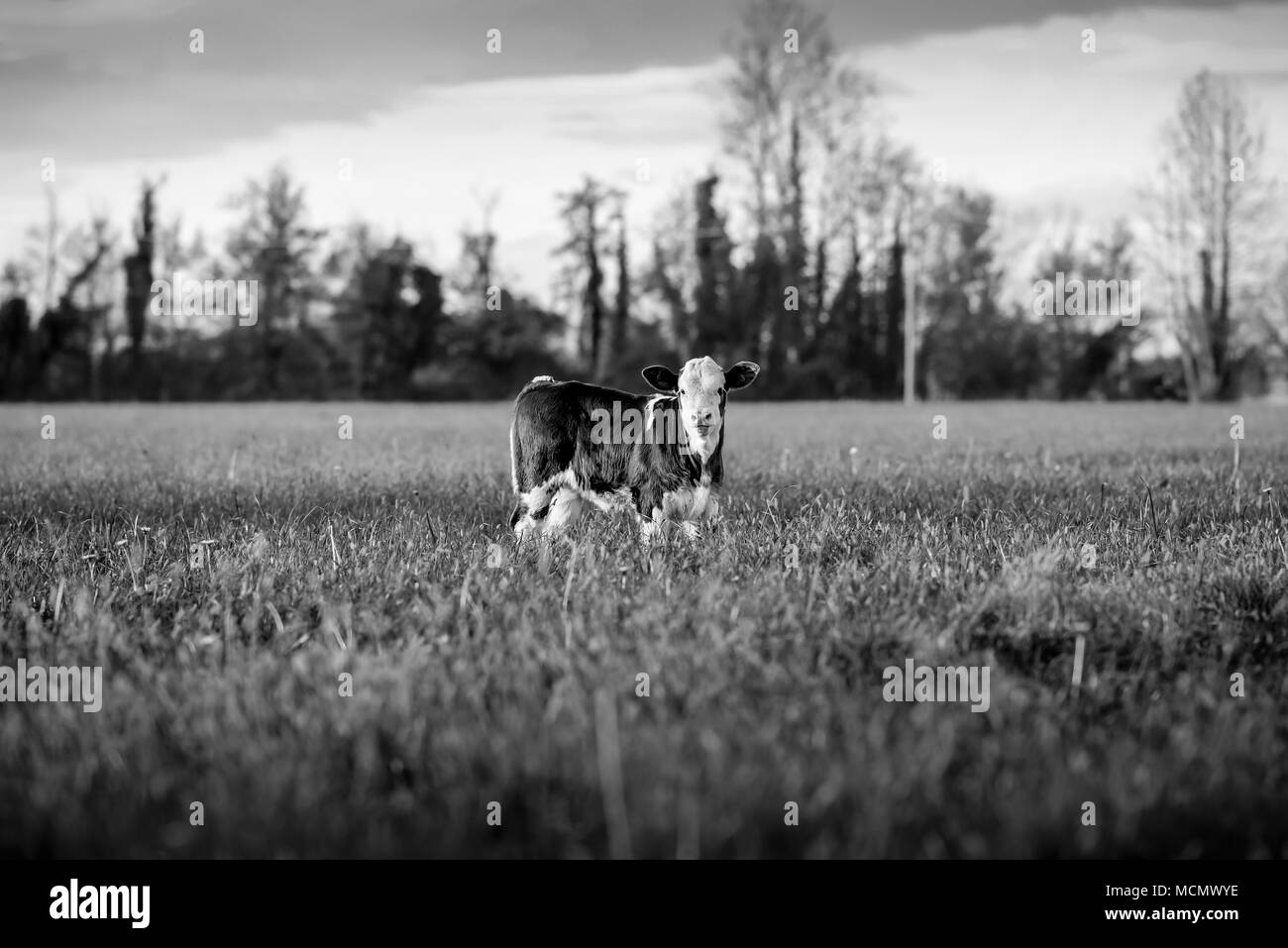 calf black and white image Stock Photo Alamy