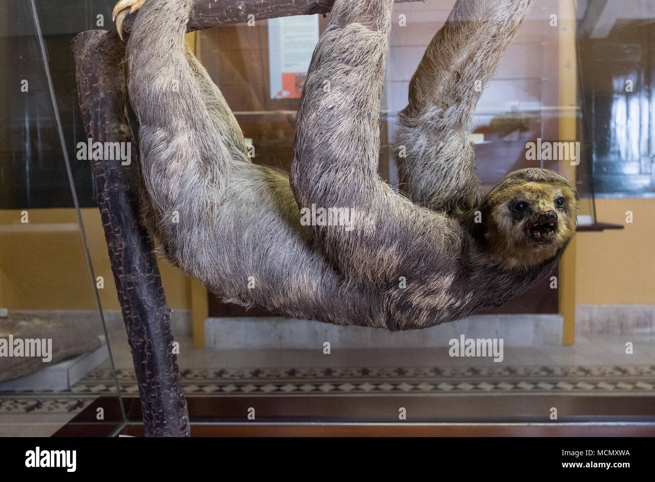 A sloath on display at the Museum of Martural History at  the Instituto de Canarias museum, La Laguna, Tenerife. Stock Photo